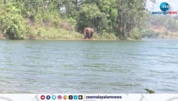 Arikomban Elephant Update