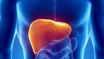 Liver Health: കുടലിന്റെ ആരോഗ്യം മെച്ചപ്പെടുത്താൻ എന്തൊക്കെ കഴിക്കണം? ഏതൊക്കെ വൈറ്റമിനുകൾ ലഭിക്കും