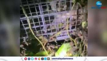  The tiger fell into a cage set up by the forest department at Pakandam Koodal, Pathanamthitta