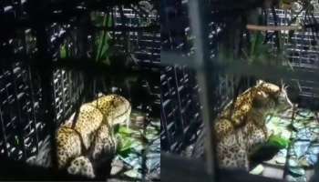 Leopard : പത്തനംതിട്ട കൂടലിൽ വനം വകുപ്പിന്റെ കൂട്ടിൽ പുലി അകപ്പെട്ടു