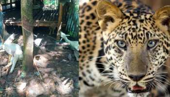 Leopard Attack : കൊല്ലം പത്തനാപുരത്ത് പുലിയുടെ ആക്രമണം; രണ്ട് ആടുകളെ കൊന്നു