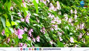 With the onset of rains, Idukki is made more beautiful by Pullikashi thumbas, also known as kammal plants