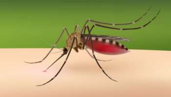 Dengue: ഡെങ്കിപ്പനി കേസുകൾ വർധിക്കുന്നു; ആട്ടിൻ പാൽ കഴിക്കുന്നത് പ്ലേറ്റ്‌ലെറ്റ് എണ്ണം കൂട്ടുമോ? സത്യാവസ്ഥ ഇതാണ്