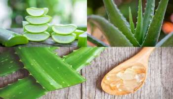 Aloe Vera Benefits: മുടി കൊഴിച്ചില്‍ ഞൊടിയിടയില്‍ മാറ്റാം, കറ്റാര്‍വാഴ നല്‍കും ഗുണങ്ങള്‍ ഏറെ