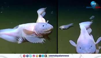 World's Deepest Fish