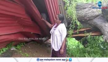 A woman narrowly escaped after a huge tamarind tree fell at Thiruvananthapuram