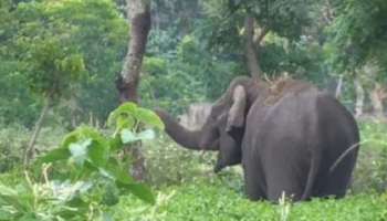 Wild Elephant Attack: അതിരപ്പിള്ളിയിൽ കാട്ടാന ആക്രമണം; വ്യാപക കൃഷിനാശം