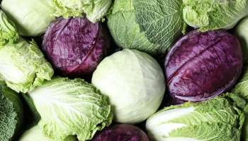 Cabbage Benefits: ഓര്‍മ്മശക്തിയ്ക്കും പ്രതിരോധശേഷി വര്‍ദ്ധിപ്പിക്കാനും കാബേജ് ഉത്തമം 