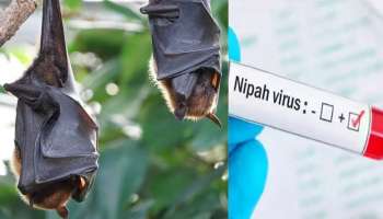 Nipah Prevention: നിപ പ്രതിരോധം; കേരളത്തെ അഭിനന്ദിച്ച് കേന്ദ്രം, നിപയുടെ ആഘാതം പരമാവധി കുറയ്ക്കാനായെന്ന് എന്‍സിഡിസി ഡയറക്ടര്‍