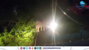 Viral Video Of A Youth Tries Provoke Wild Elephant See What Happened Next