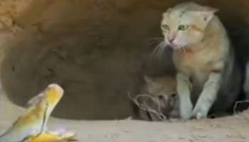 Viral Video: കുഞ്ഞുങ്ങളെ തൊട്ടാൽ വിവരമറിയും..! പൂച്ചയുടേയും പെരുമ്പാമ്പിന്റെയും മുട്ടനടി വൈറലാകുന്നു