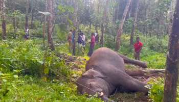 താഴ്ന്ന വൈദുതിലൈനില്‍ തുമ്പിക്കൈ കുരുങ്ങി; കാട്ടാന ചരിഞ്ഞ നിലയിൽ