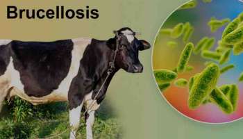 Brucellosis : എന്താണ് ബ്രൂസല്ലോസിസ് രോഗബാധ; എങ്ങനെ മനുഷ്യരിലേക്ക് പകരും?