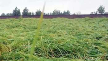 Heavy Rain: കനത്ത മഴയിൽ തിരുവനന്തപുരം ജില്ലയിൽ വൻ കൃഷിനാശം; റിപ്പോർട്ട് ചെയ്തത് 89.87 ലക്ഷം രൂപയുടെ കൃഷിനാശം