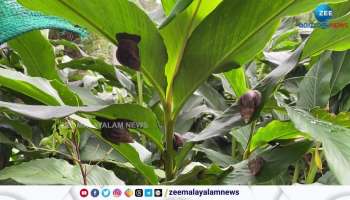 African snails are a threat to the agricultural sector in idukki