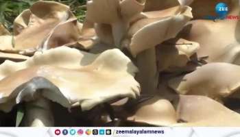 Mushroom found in Idukki