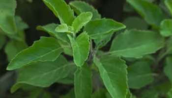 Tulsi Health Benefits: ആത്മീയതയിൽ നിന്ന് ആരോ​ഗ്യത്തിലേക്ക്... അറിയാം തുളസിയുടെ ​ഗുണങ്ങളും പ്രാധാന്യവും