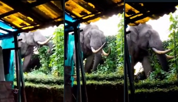 Wild Elephant Padayappa: മൂന്നാറിൽ വീണ്ടും പടയപ്പയിറങ്ങി; വനത്തിലേക്ക് തുരത്തണമെന്ന് നാട്ടുകാർ