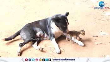 Viral Video Street Dog Breast Feeding A Kitten Netizen Says Lovely And Emotional Too