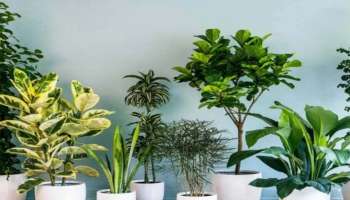 Lucky Plants for Home: ഈ 5 ചെടികൾ സമ്പത്ത് വര്‍ഷിക്കും!! ഇക്കാര്യം ശ്രദ്ധിക്കണം