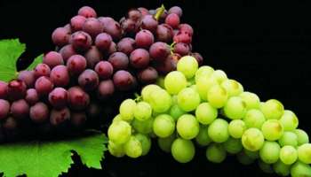 Grapes benefits: രോ​ഗപ്രതിരോധ ശേഷി വർധിപ്പിക്കാൻ മുന്തിരി കഴിക്കാം