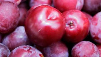Benefits of plum: ദിവസവും പ്ലം കഴിച്ചാൽ നിരവധിയാണ് ​ഗുണങ്ങൾ