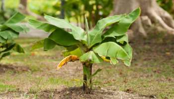 Banana Roots Remedies: ഒറ്റരാത്രികൊണ്ട് ബാങ്ക് ബാലൻസ് വർദ്ധിക്കും, വ്യാഴാഴ്ച വാഴയെ പൂജിക്കാം