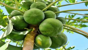 Papaya: പപ്പായ പച്ചയ്ക്ക് കഴിക്കാറില്ലേ? ഈ ഗുണങ്ങള്‍ അറിഞ്ഞാല്‍ പിന്നെ നിങ്ങള്‍ വൈകിക്കില്ല