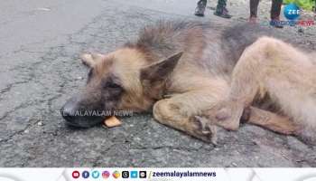 German Shepperd Pet Dog Found in Wayanad 