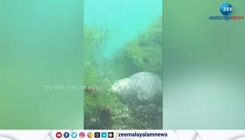 Viral Video seal sleeping under the sea