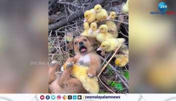amazing relationship video of little chickens and a baby dog