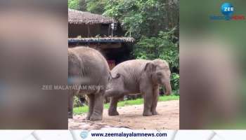 elephant's funny fights viral video