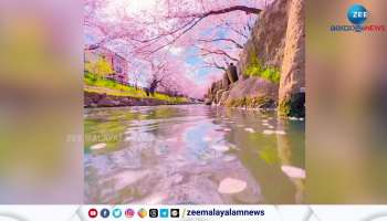 Viral visuals in Japan Cherry Blossoms Video