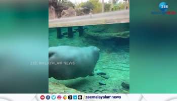 Video hippopotamus sleeping under the water