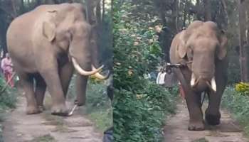 Wild Elephant: മൂന്നാർ ദേവികുളത്ത് ജനവാസ മേഖലയിൽ ഇറങ്ങി പടയപ്പ