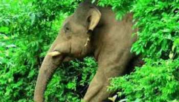 Wild Elephant Attack : വയനാട്ടിൽ അമ്പലത്തിലേക്ക് പോയ യുവാവിന് നേരെ കാട്ടാനയുടെ ആക്രമണം; ഗുരുതര പരിക്ക്