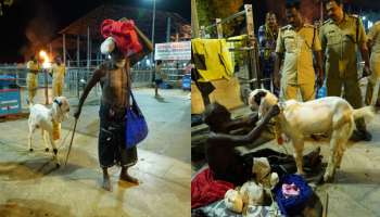 Sabarimala: ശബരിമലയില്‍ കൗതുക കാഴ്ച; അയ്യന് കാണിക്കയായി ജമ്‌നാപ്യാരി