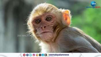 Monkey