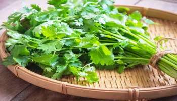 Coriander Benefits: മല്ലിയില വെറുമൊരു ഇലയല്ല..! ഈ 5 ഗുണങ്ങൾ അറിഞ്ഞിരിക്കണം