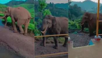 Wild Elephant : പടയപ്പ മാത്രമല്ല വേറെ കാട്ടാനകളും മൂന്നാറിലെ ജനവാസ മേഖലയില്‍ ശല്യമാകുന്നുയെന്ന് പരാതി