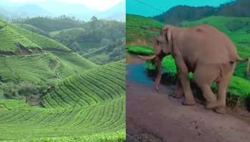 Munnar: പടയപ്പ മാത്രമല്ല; മൂന്നാറിലെ തോട്ടം മേഖലയ്ക്ക് വെല്ലുവിളിയായി മറ്റൊരു കാട്ടാന കൂടി