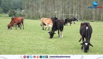  Complaints of wild animal attacks on cows in Devikulam Silent Valley area