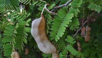 Tamarind Leaf: നിസ്സാരമായി കരുതേണ്ട..! പുളിയിലയ്ക്കുണ്ട് ഈ ​ഗുണങ്ങൾ