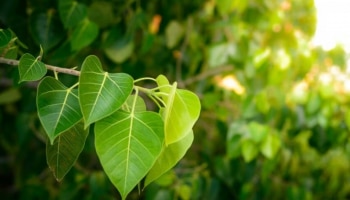 Peepal Tree: കഴിച്ചോളൂ..! അരയാലിലയ്ക്കുണ്ട് ഈ ഔഷധ ​ഗുണങ്ങൾ