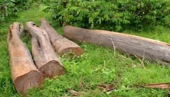 Muttil Tree Felling Case: മുട്ടില്‍ മരംമുറി കേസ്; അന്വേഷണ സംഘം കുറ്റപത്രം സമർപ്പിച്ചു