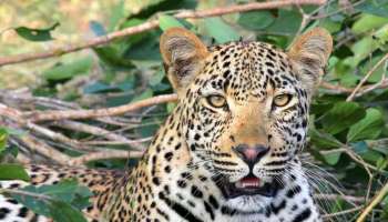 Leopard attack: പശു ചത്ത നിലയിൽ; പുലിപ്പേടിയിൽ ദേവികുളം