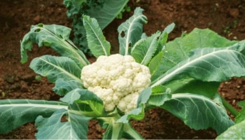 Cauliflower Side effects: നിങ്ങൾക്ക് ഈ പ്രശ്നങ്ങൾ ഉണ്ടോ..? എങ്കിൽ കോളിഫ്ലവർ കഴിക്കരുത്