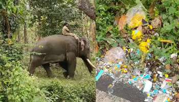 അയ്യപ്പഭക്തർ സഞ്ചരിച്ചിരുന്ന ബസ് ഇടിച്ച് പരിക്കേറ്റ കാട്ടാനയെ ഇന്ന്  മയക്കു വെടി വെക്കും