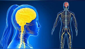 Food for Nervous System: നാഡീവ്യവസ്ഥയെ ശക്തമാക്കണോ..? ഈ ഭക്ഷണങ്ങൾ കഴിക്കൂ