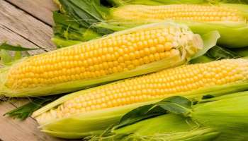 Corn Eating Benefits | ചോളം കഴിച്ചാൽ, ഗുണം എന്തൊക്കെ?